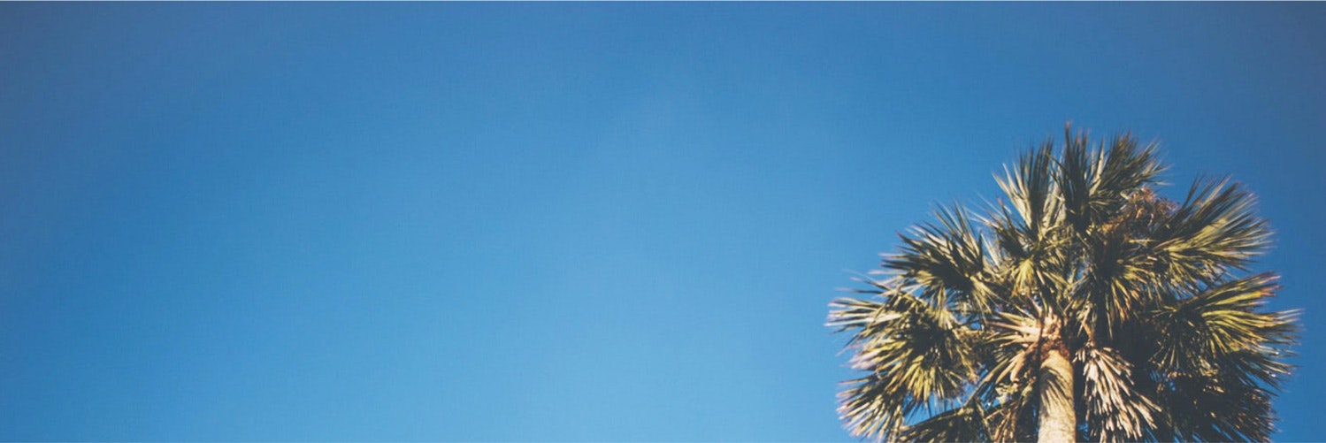 palm tree against a blue sky background image